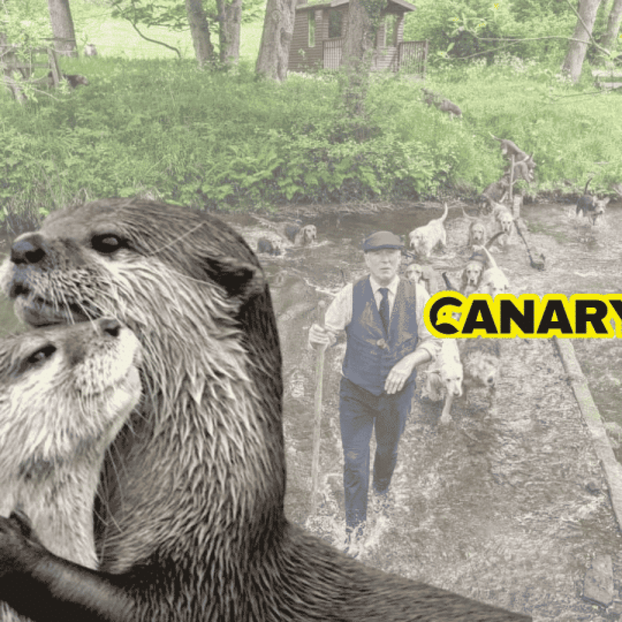 Help the Hunt Sabs stop secret summer mink murder on our rivers