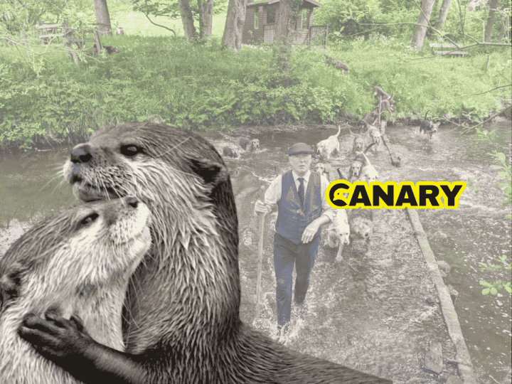 Help the Hunt Sabs stop secret summer mink murder on our rivers