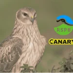Read more about the article Birds of prey report exposes upper-class bloodlust