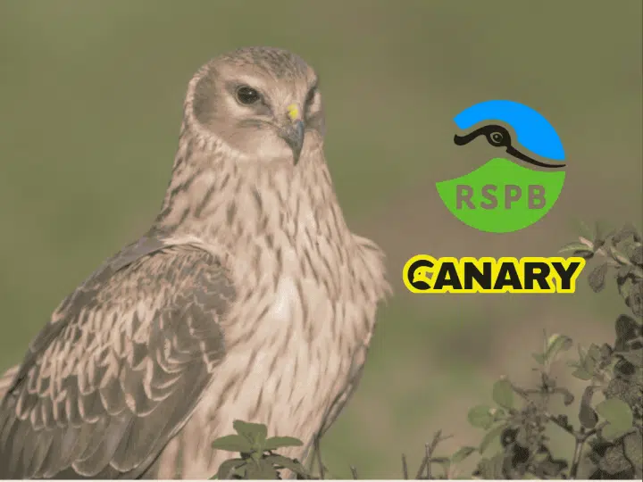 Birds of prey report exposes upper-class bloodlust