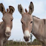 Read more about the article Amazon UK must urgently ban sale of donkey skin products says charity