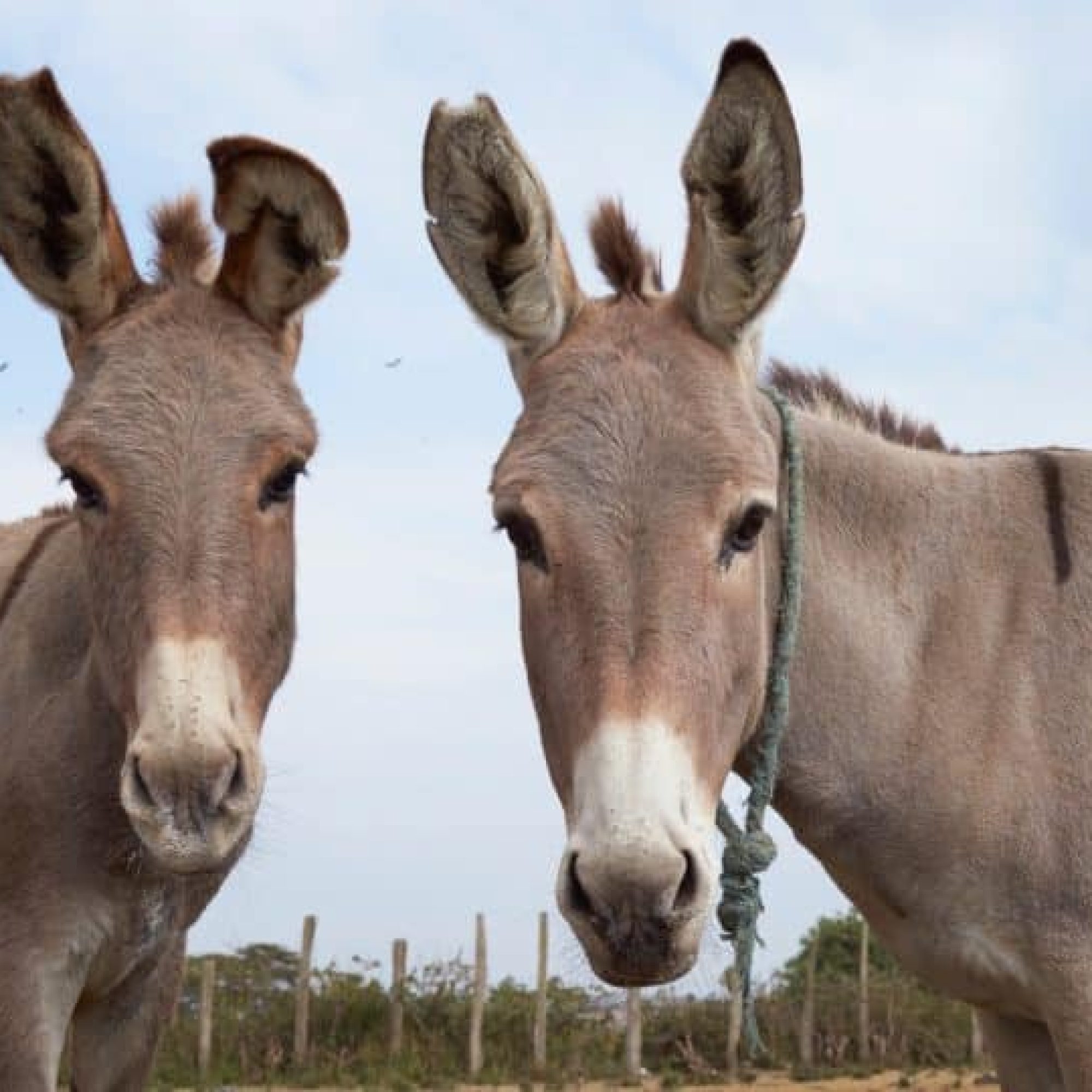 Amazon UK must urgently ban sale of donkey skin products says charity
