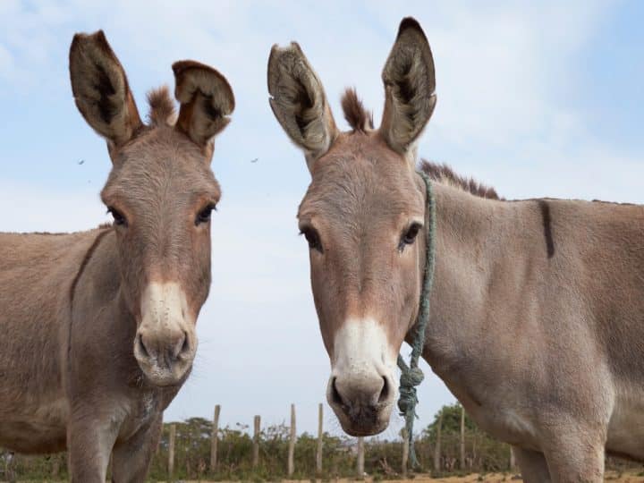 Amazon UK must urgently ban sale of donkey skin products says charity