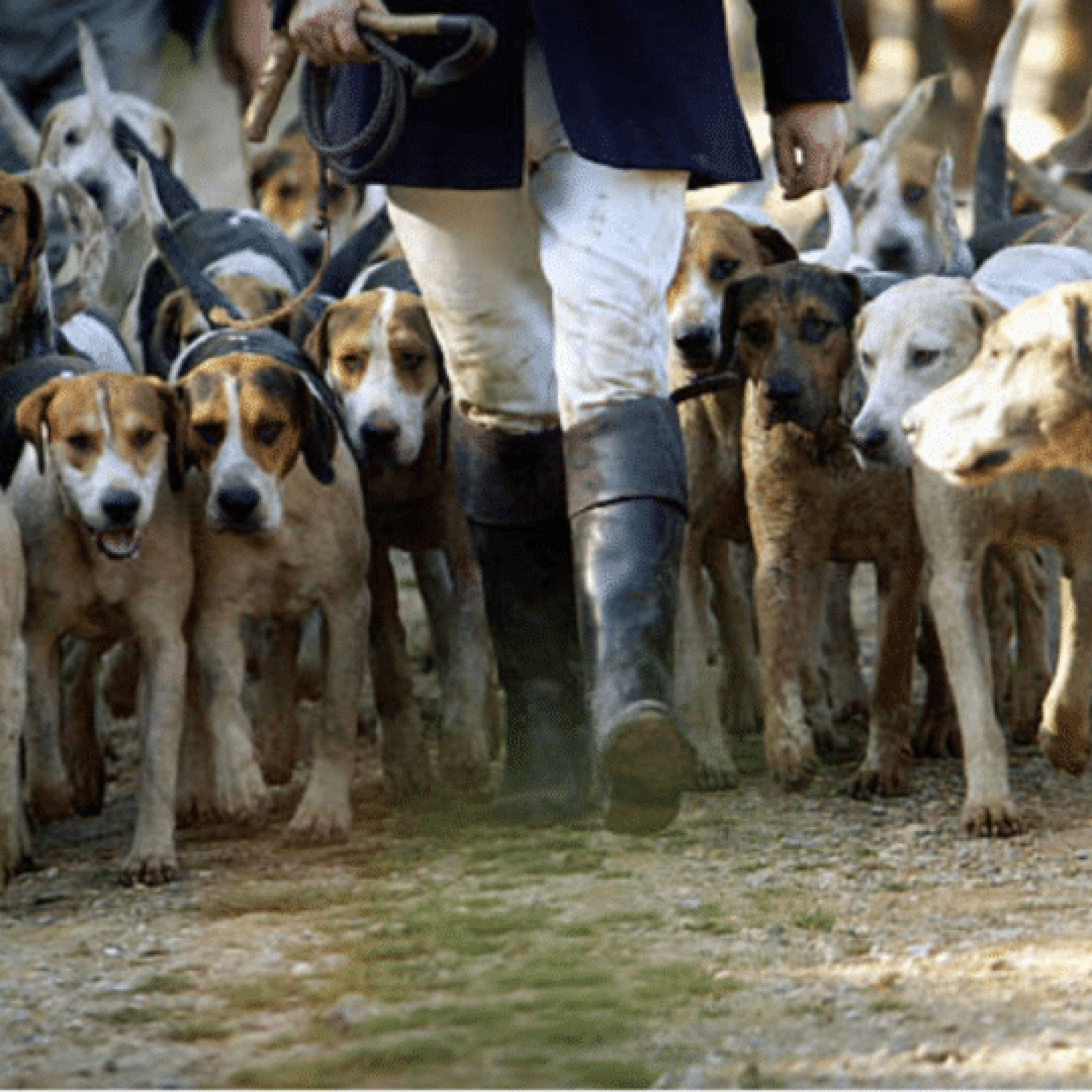 Stormont bill to outlaw barbaric hunting with dogs passes second stage