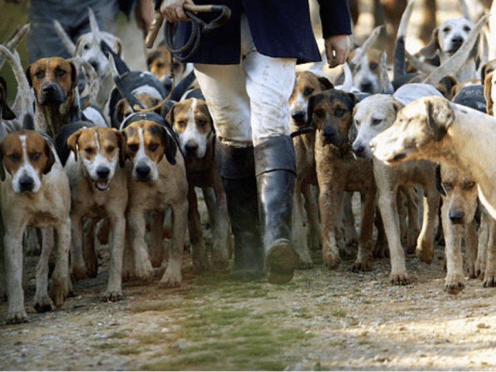 Stormont bill to outlaw barbaric hunting with dogs passes second stage