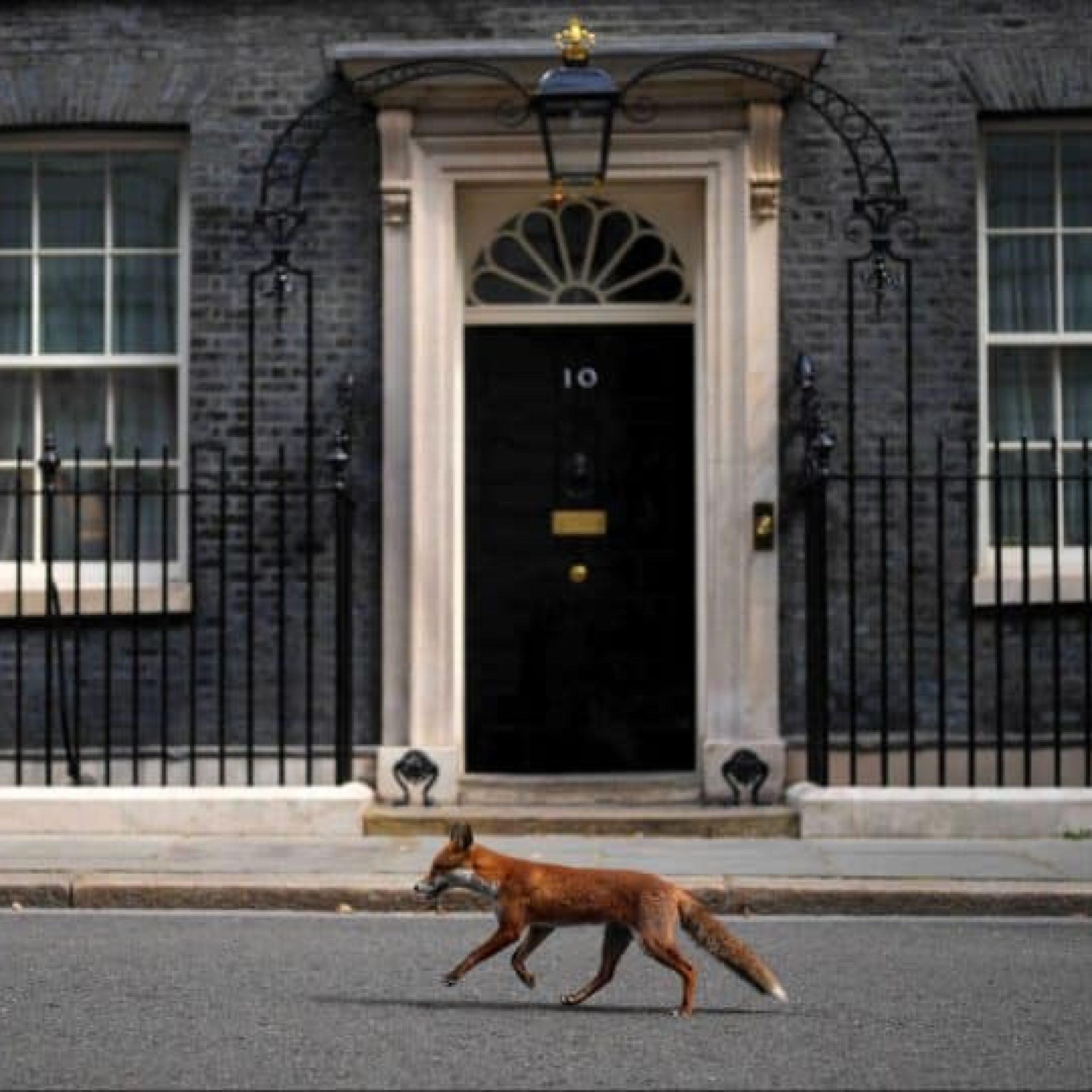 A fox is running in Makerfield by-election to challenge Hunting Act loopholes