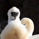 More animal welfare charities call for an end to the guga hunt