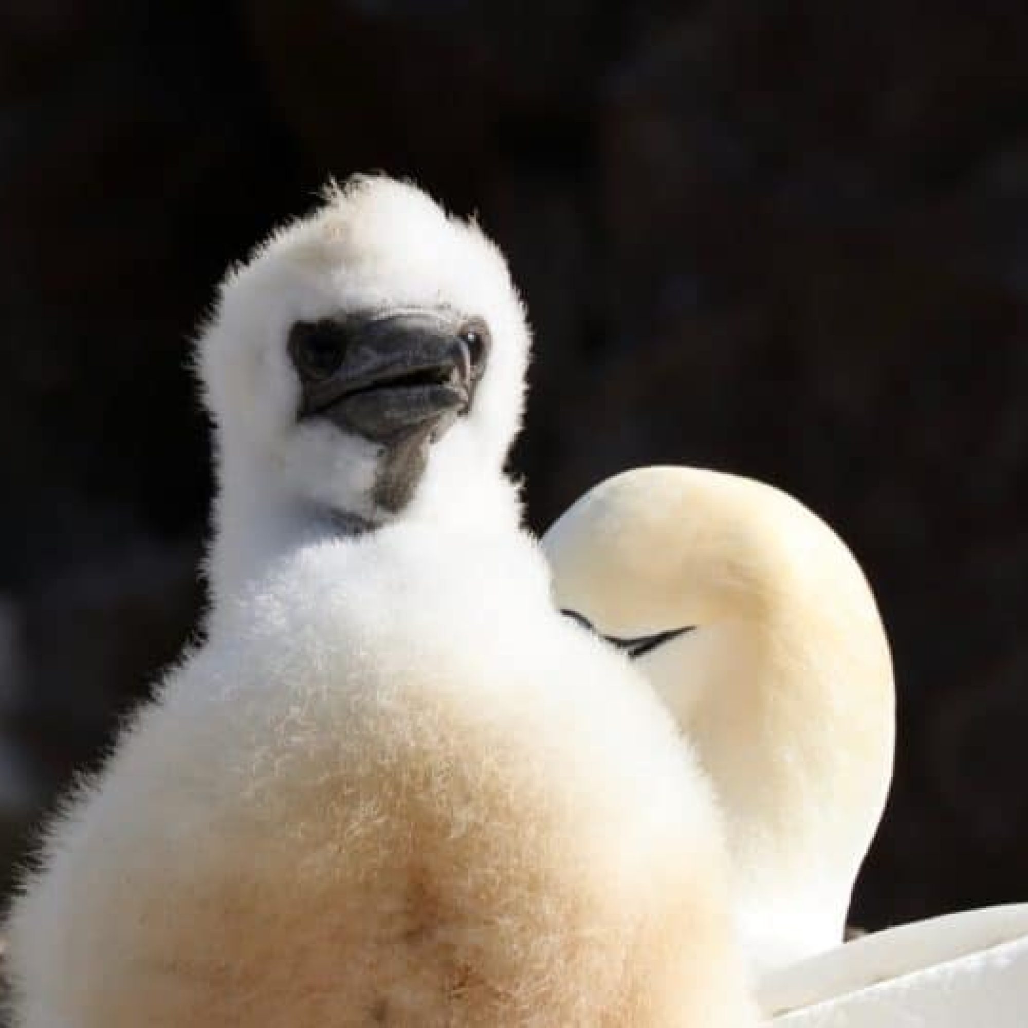 More animal welfare charities call for an end to the guga hunt