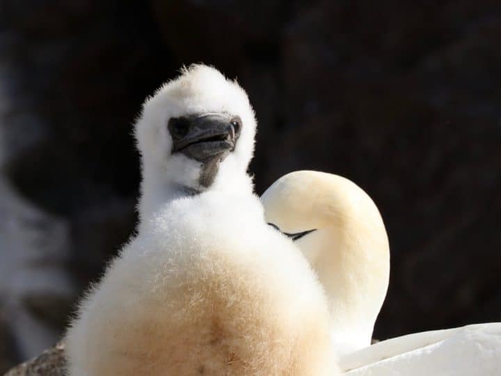 More animal welfare charities call for an end to the guga hunt
