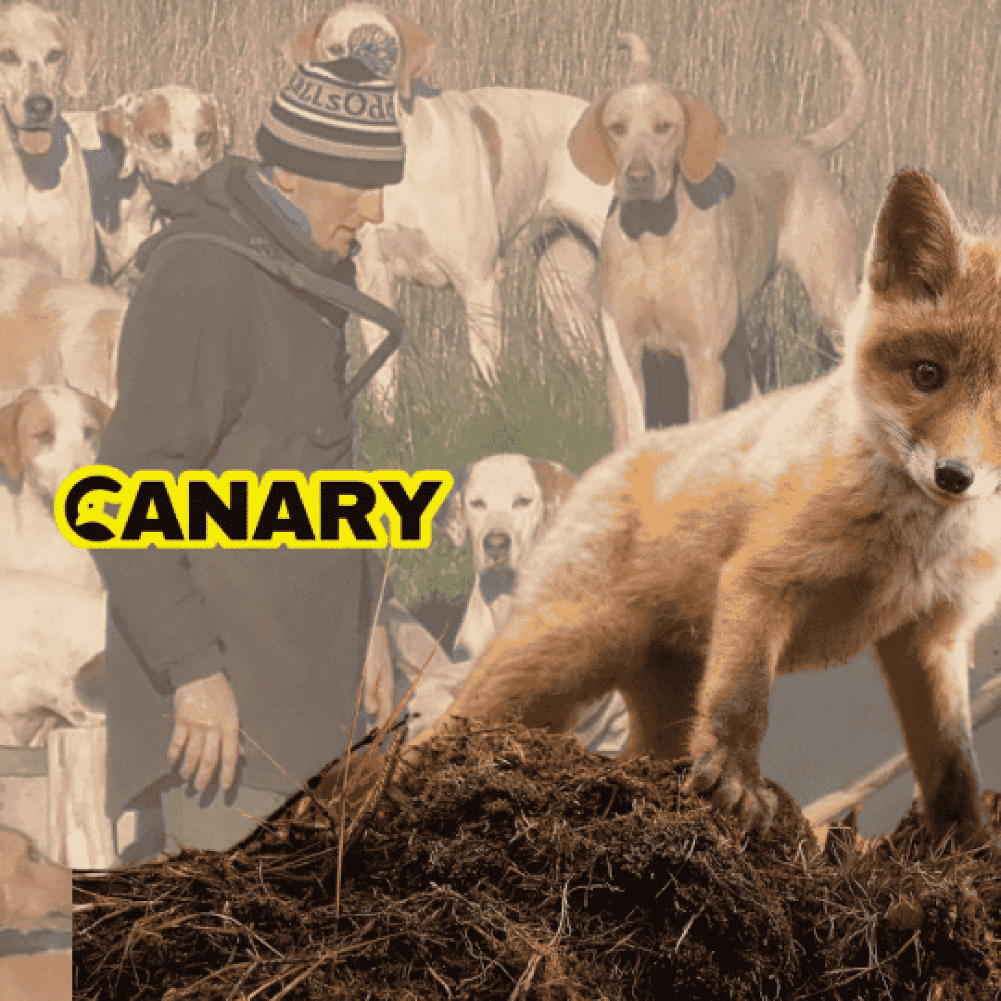 Hunters prepare to slaughter 10,000 innocent fox cubs