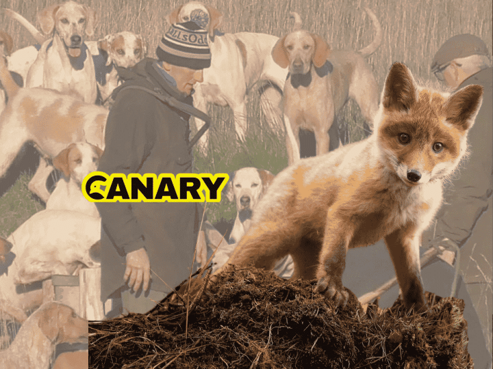 Hunters prepare to slaughter 10,000 innocent fox cubs