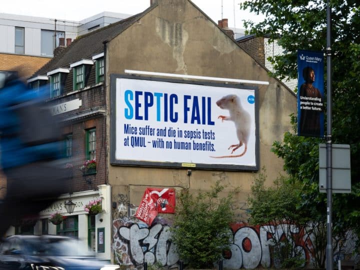 ‘Dead Mouse’ slams cruel sepsis experiments at QMUL open day