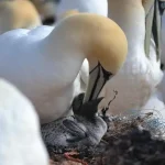 Council admits guga hunt ‘not in full compliance’ with food safety laws