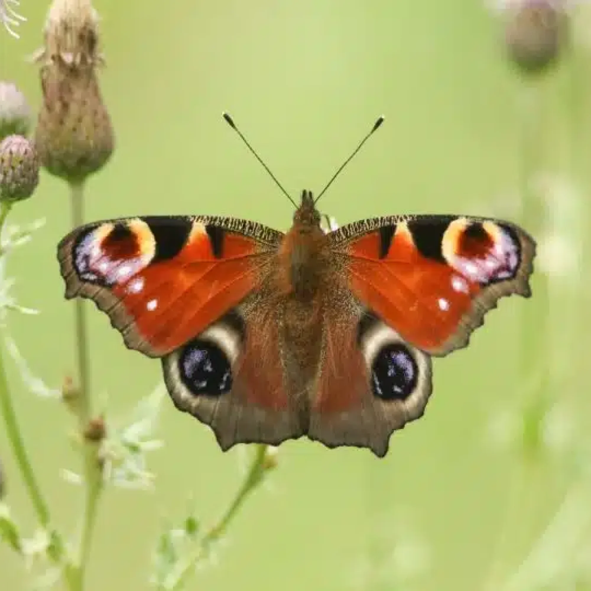 The UK’s favourite butterfly has been revealed