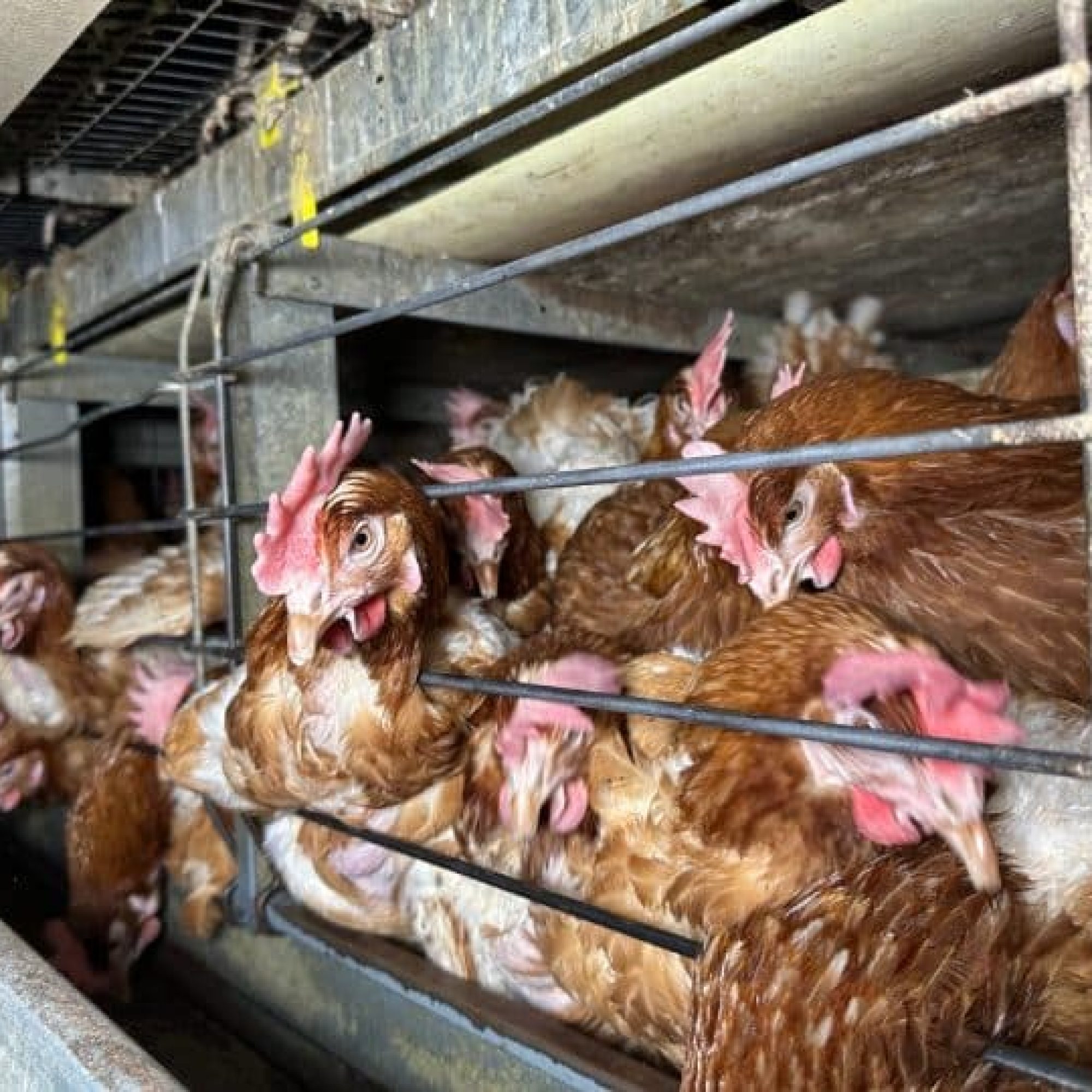 Three in four consumers wrongly believe cage chickens are a thing of the past