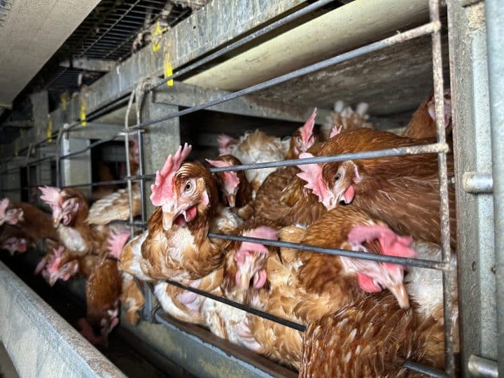 Three in four consumers wrongly believe cage chickens are a thing of the past
