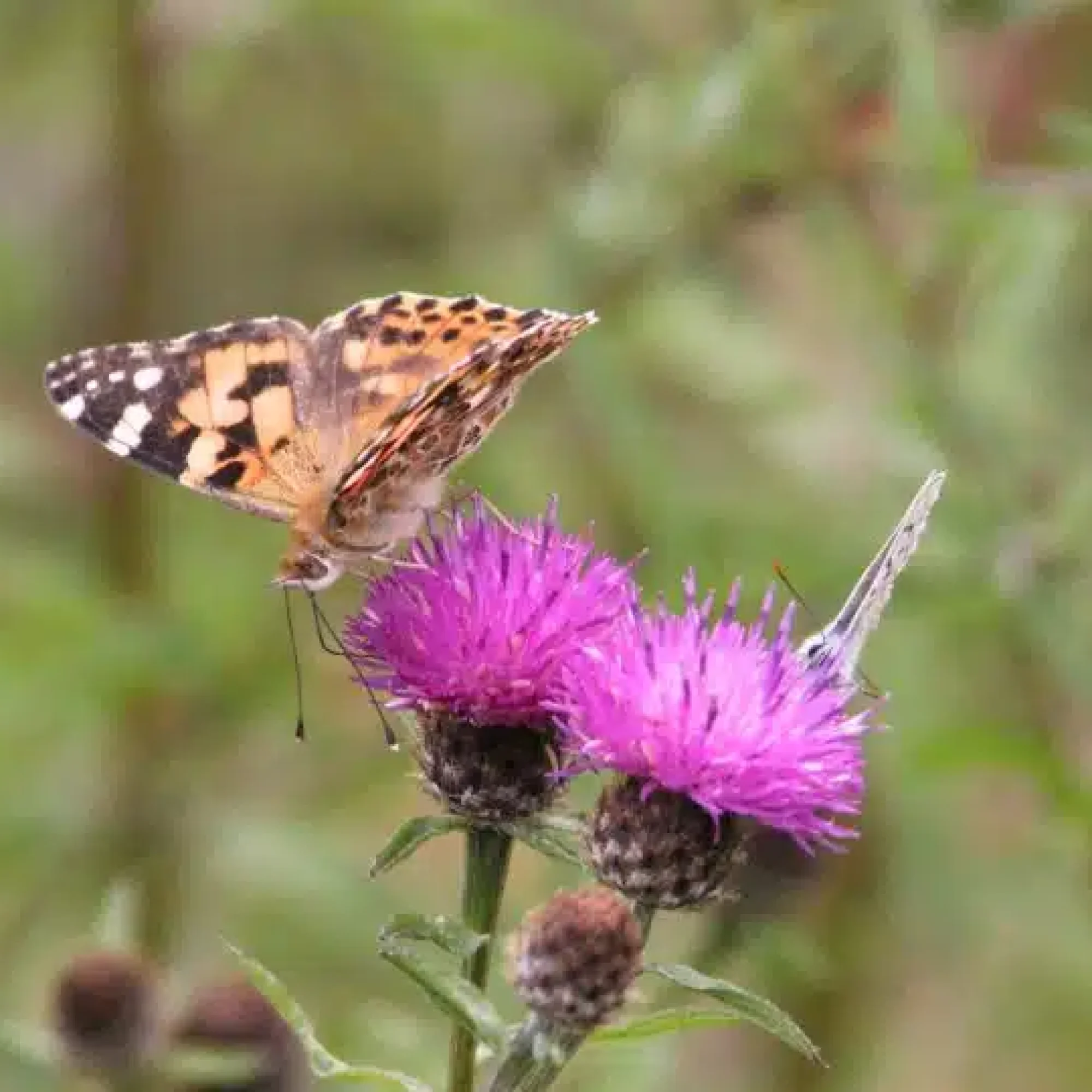Is the UK set for a bumper summer of butterflies?