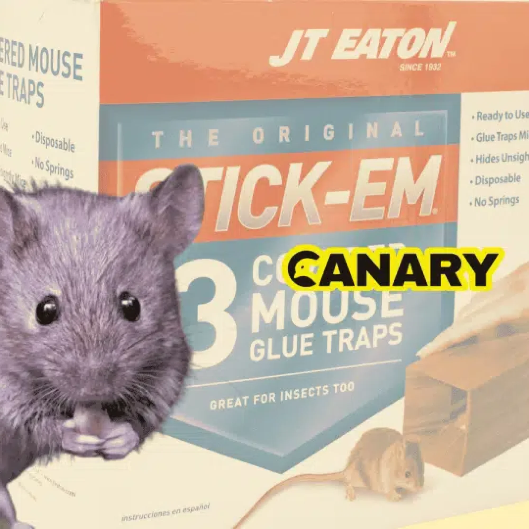Scotland just banned glue traps. So why is England trailing behind?