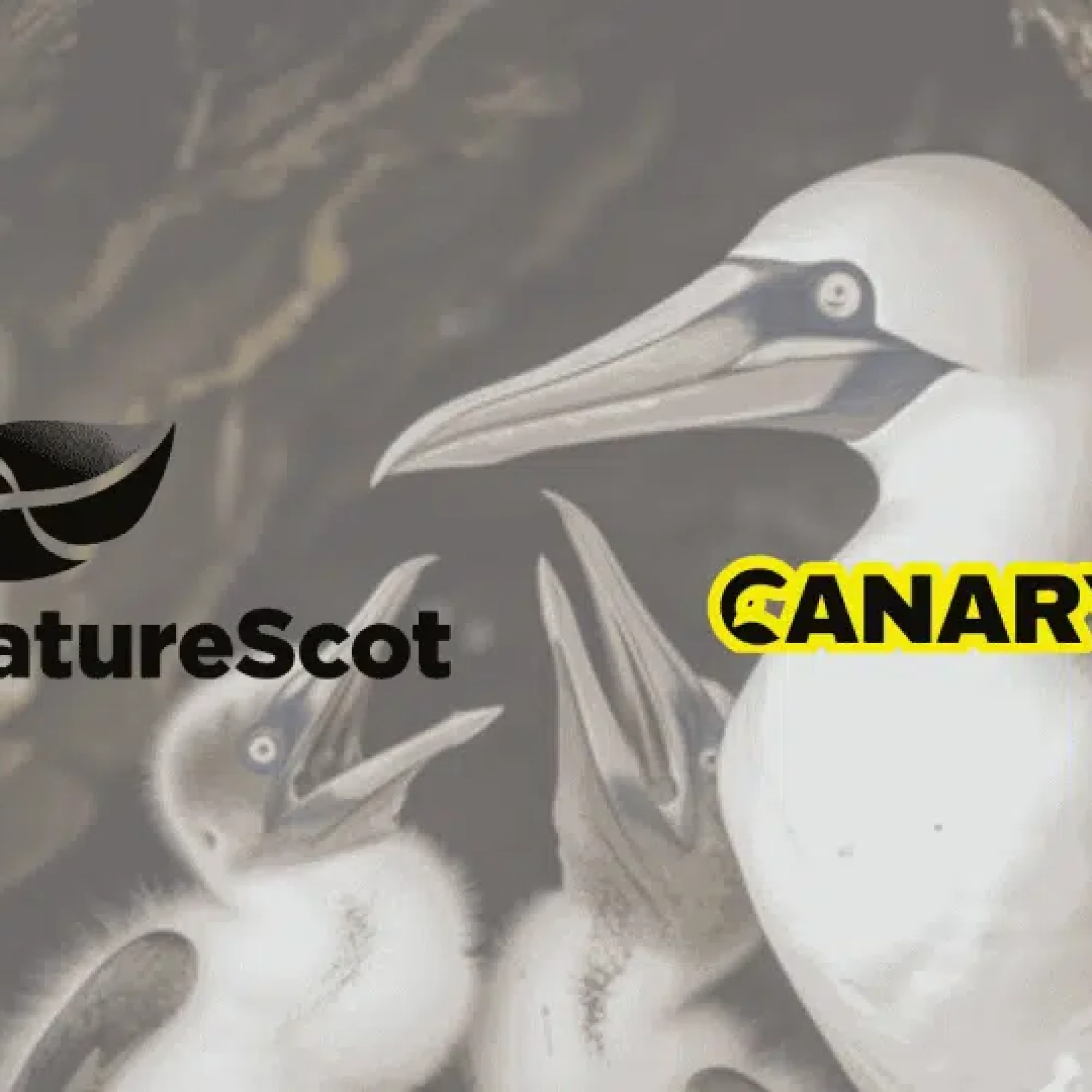Disgusting video exposes brutal reality of gannet hunt