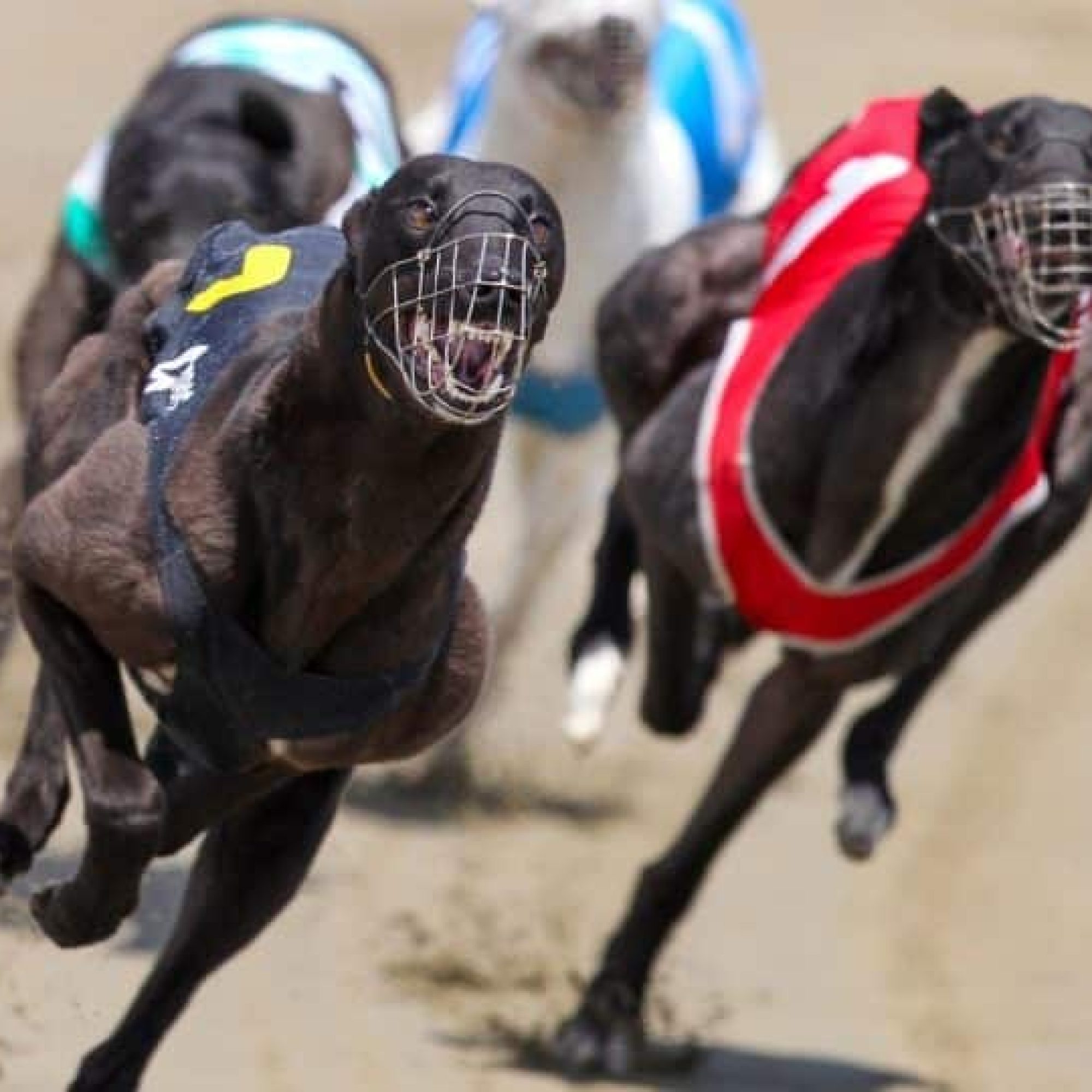 Greyhound racing during heatwave prompts concerns