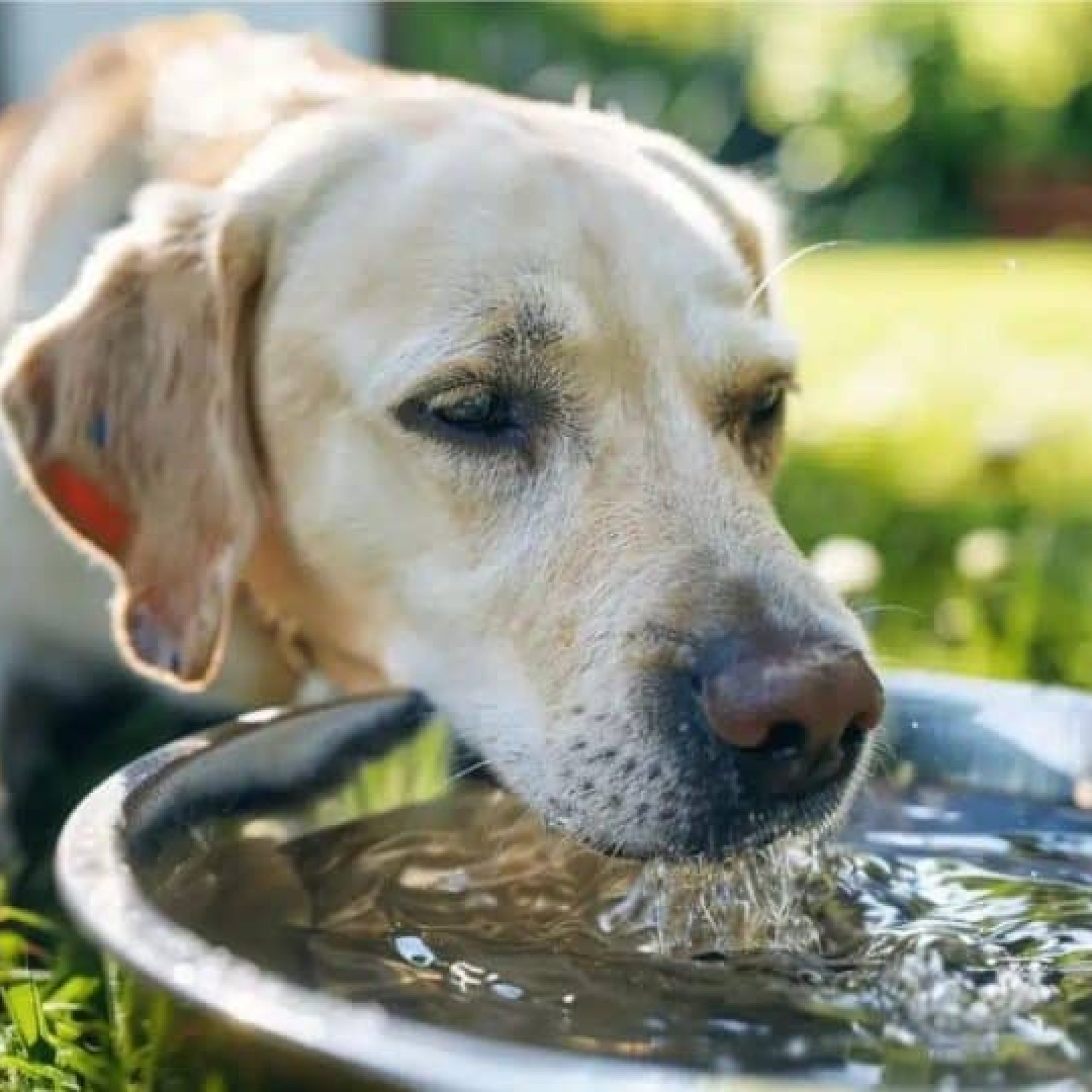 Dog lockdown only way dogs can beat the heat, says RSPCA