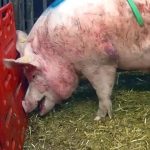 Cranswick subsidiary and farm manager summoned to court following Animal Justice Project investigation