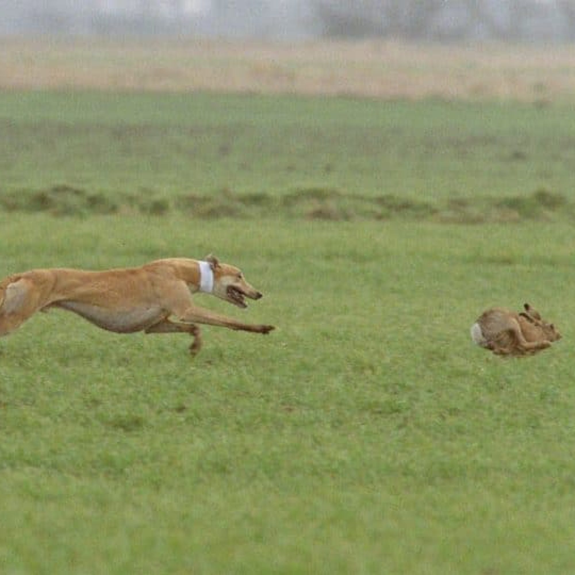 Sinn Féin confirm intention to back continuation of cruel, colonial hare coursing