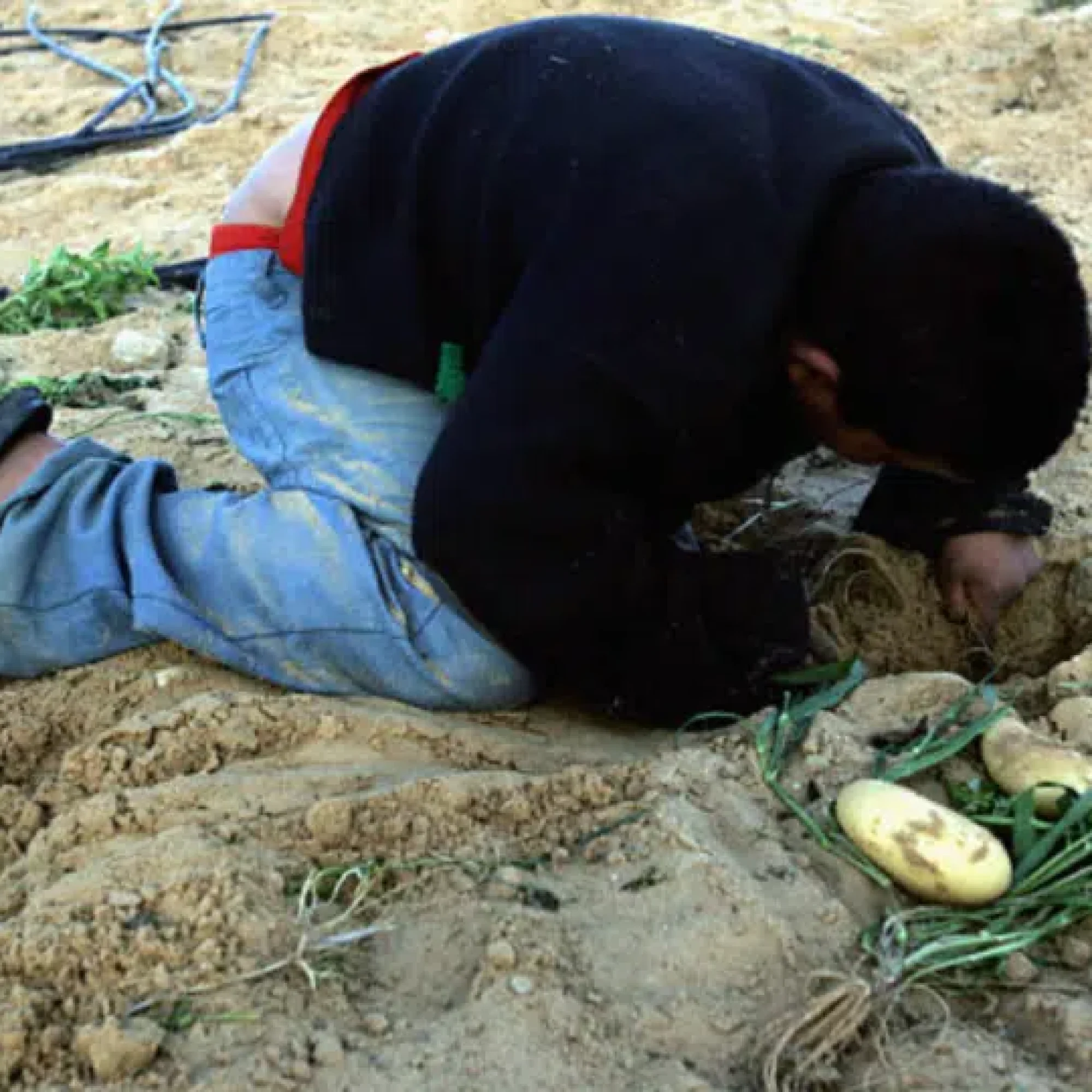 The Israeli occupation’s genocide in Gaza has inflicted unprecedented devastation on the enclave’s agricultural sector