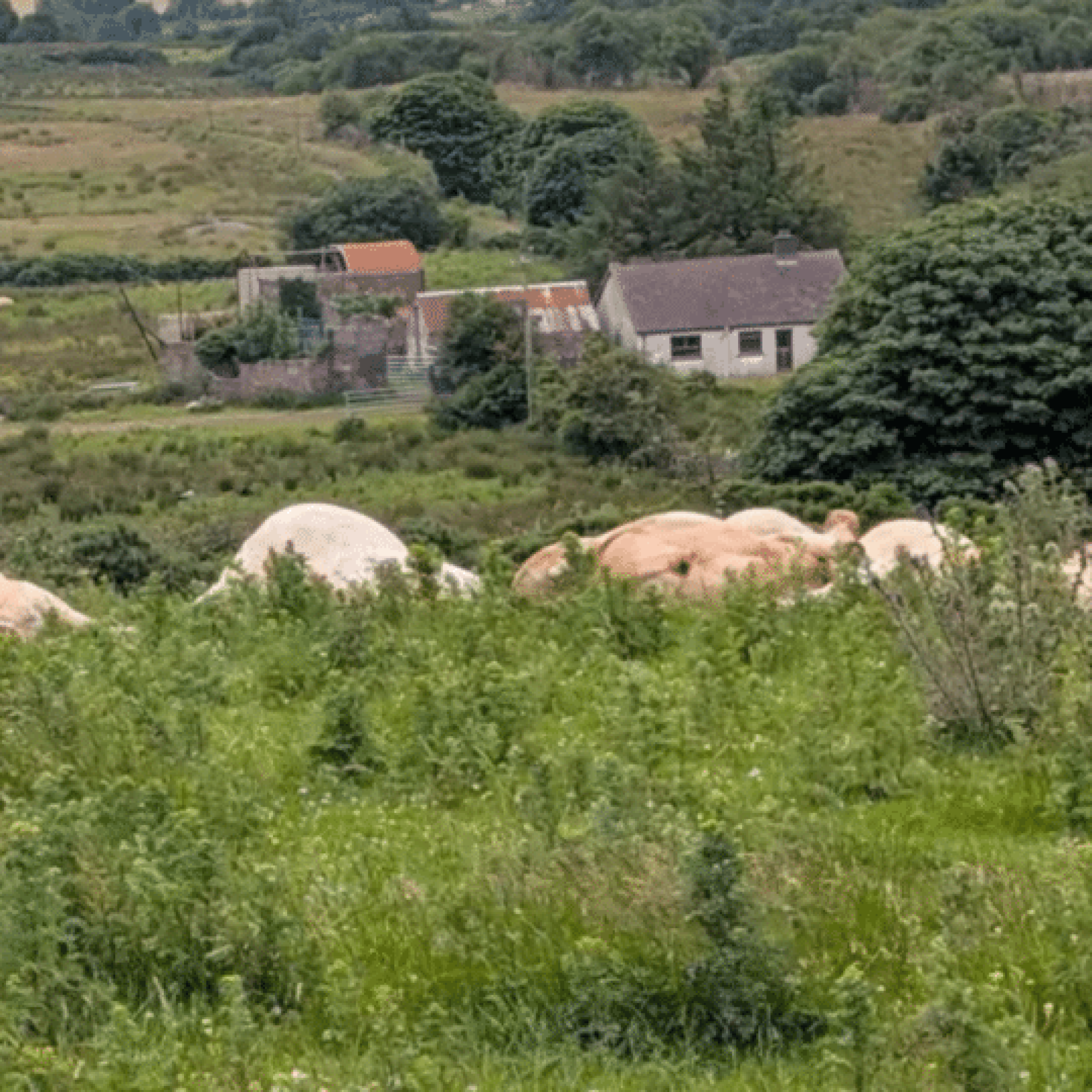 Horror of cattle shot in public view, but humane slaughter is a myth