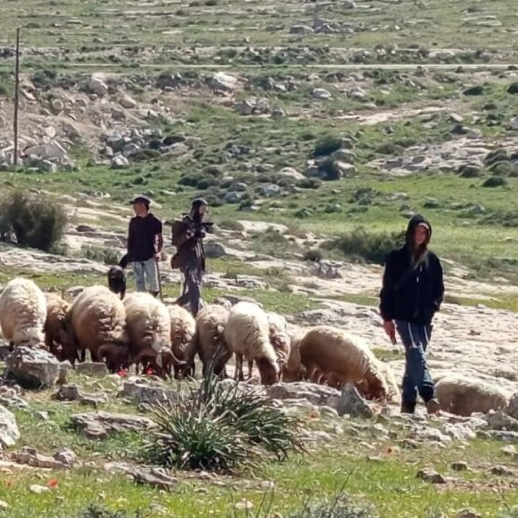 Palestinians face escalating settler attacks in the West Bank